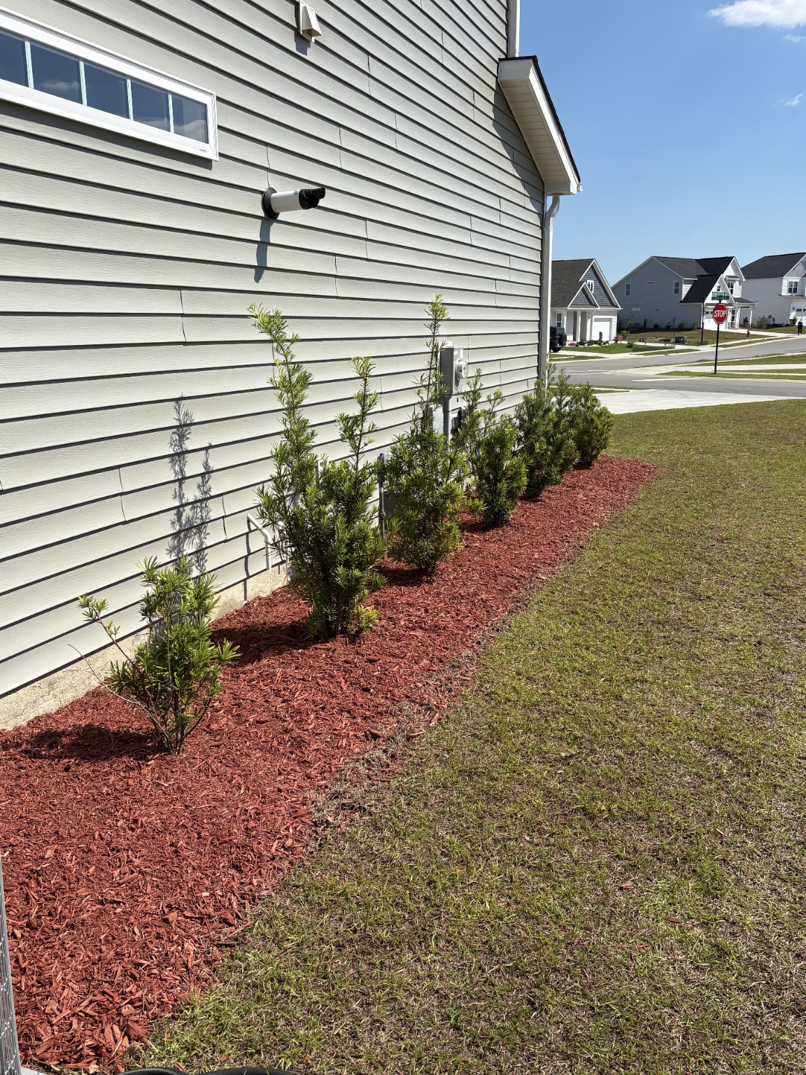 Fresh red mulch installed around shrubs