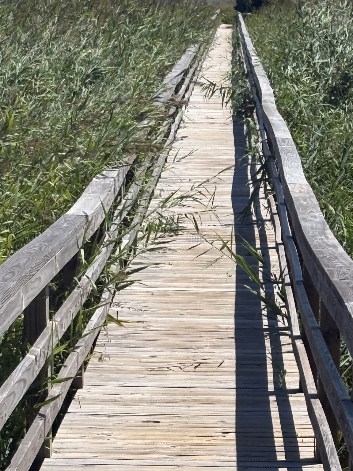 Wooden walkway overgrown with reeds before clearing