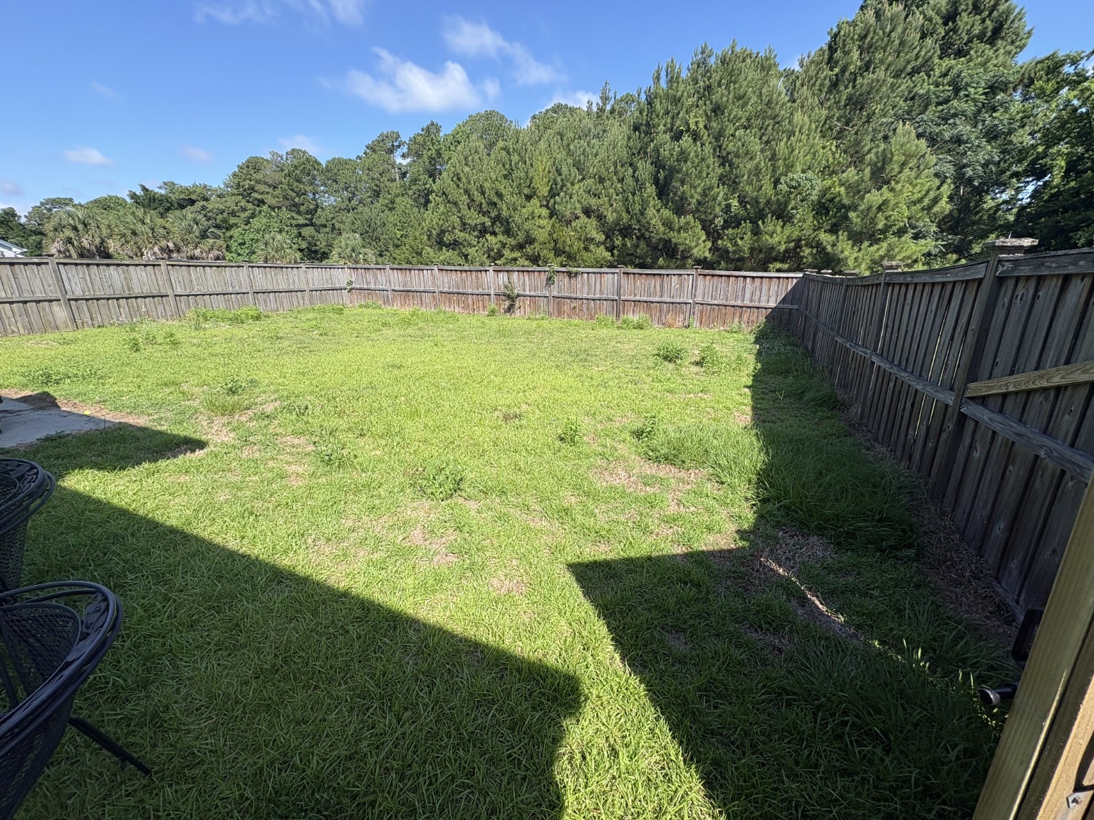 Backyard with tall, overgrown grass before cleanup